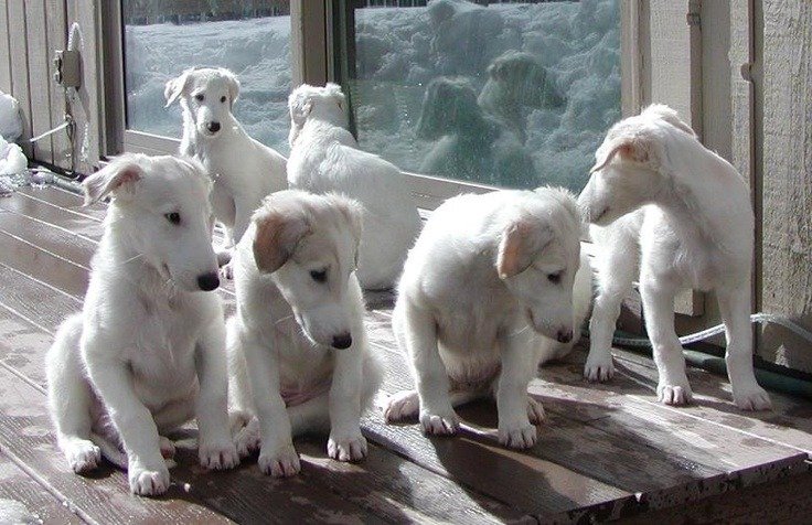 Borzoi Puppies